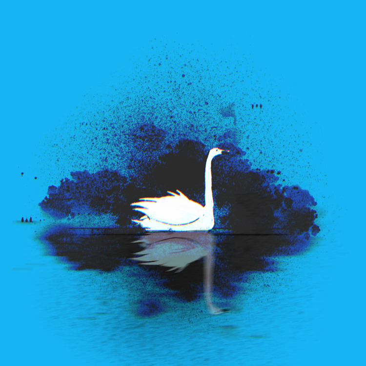 a swan floating among dark plants